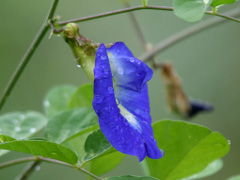 blue butterfly pea