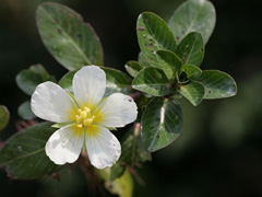 Ludwigia