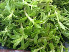 rice paddy herb