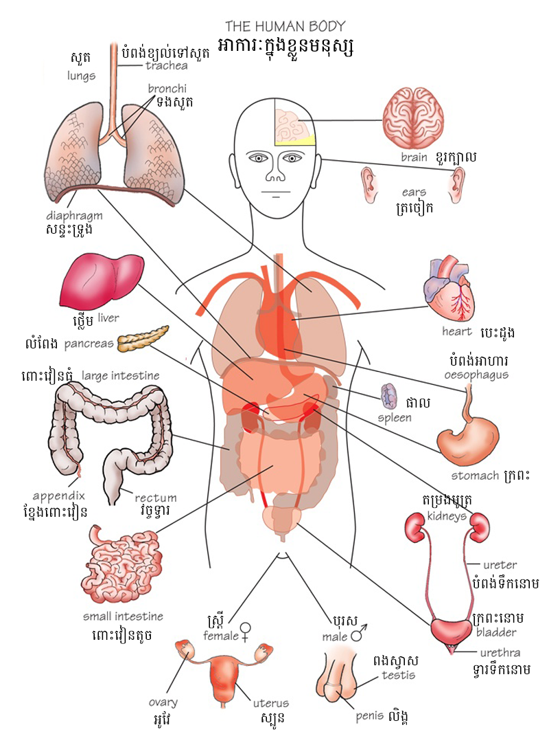 Human Body Internal Stomach